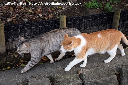 猫の行進。