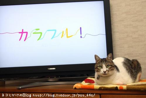 カラフル! シマ