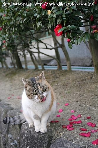 花より・・・。