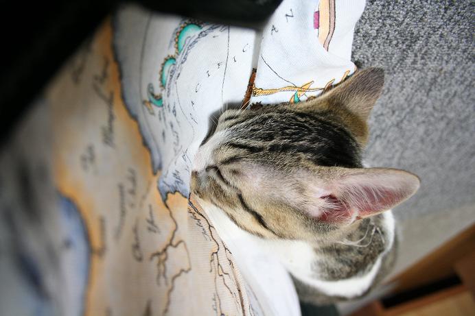 こっち寄り過ぎ。シマ