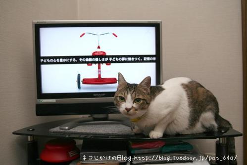 人間が創造したもの。 シマ