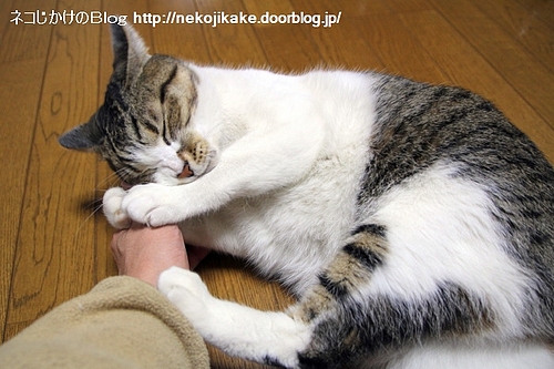がっちりすりすりけりけり。