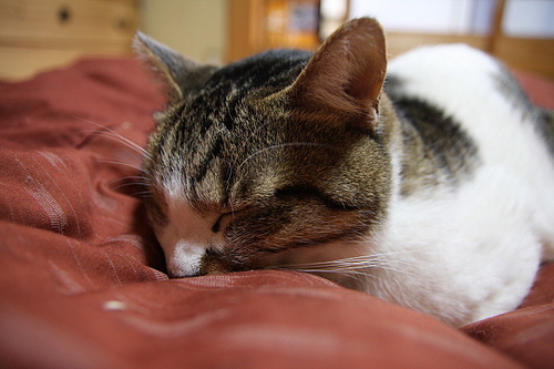 何だかとても眠いんだ。