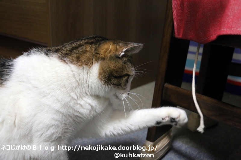 2020050605ねこぱんち。2