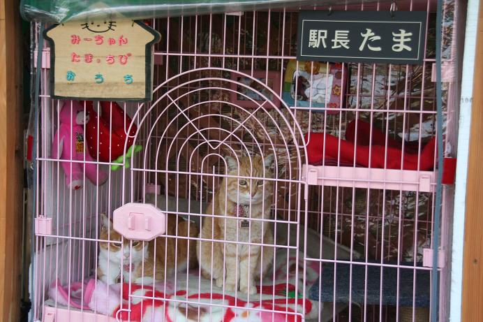 和歌山電鐵 たま駅長に会ってきた。その4