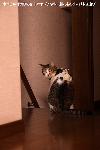 ボクはもう帰らない・・・。