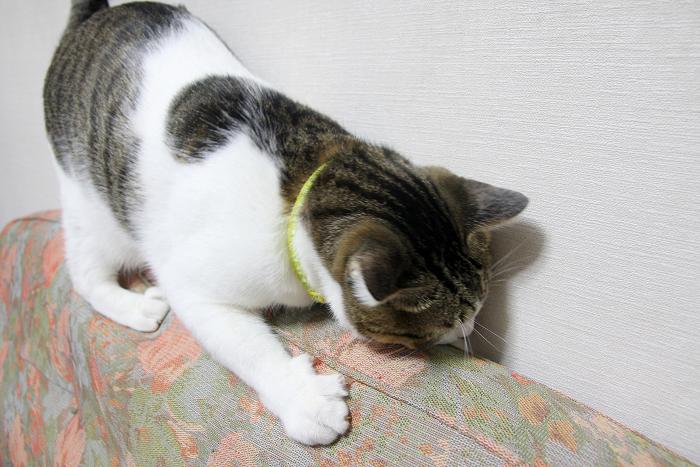 しがみつく ネコじかけのblog しがみつく ネコじかけのblog