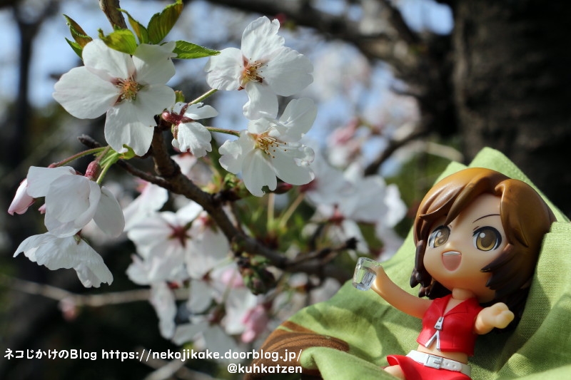 2021032910桜が綺麗ですね。
