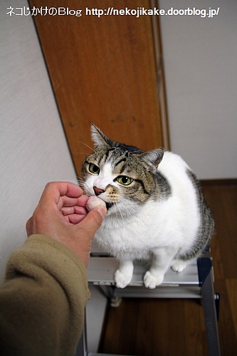 食べ物ではありません。