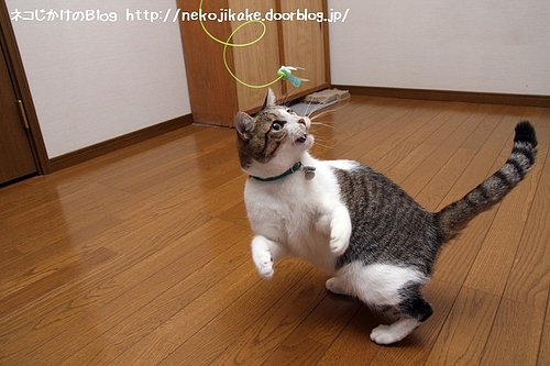 うるさいやつだな!