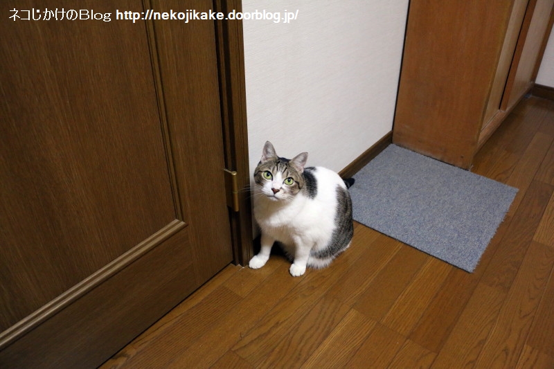 ふて寝 ネコじかけのｂｌｏｇ