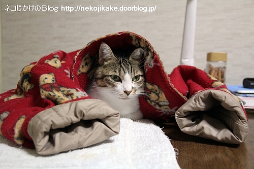 帰宅したら、シマが最強ロボになっていた。