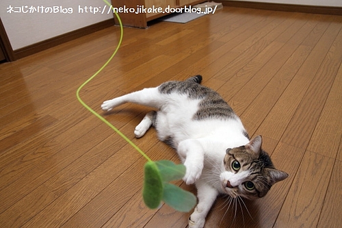 今度こそ仕留めてやる!