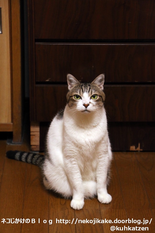 2020062902にゃー!2
