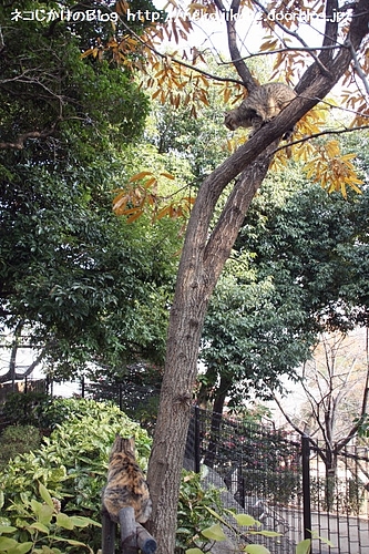 仲がよろしくない。上にキジトラちゃん、下にともちゃん。
