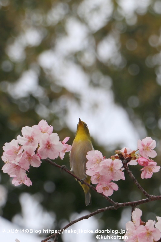 2021022804鳥たちも大好きな桜の花。1