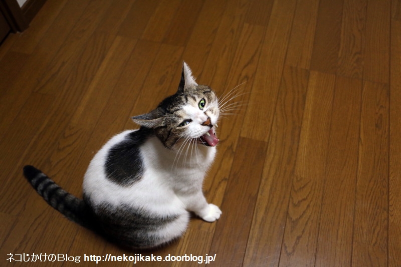 口を開ける ネコじかけのblog 口を開ける ネコじかけのblog