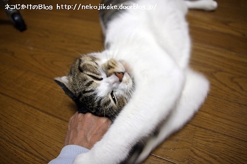 ゲンコツ食らわせてるわけじゃないです。