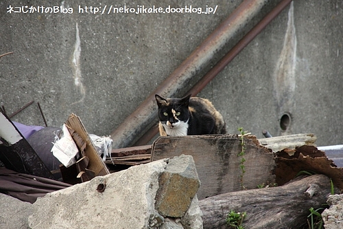 瓦礫の住まい。