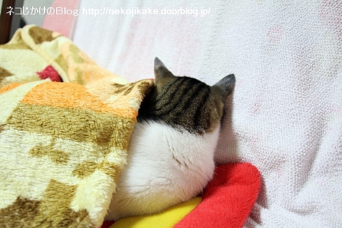 今回、ボクは出番なし。