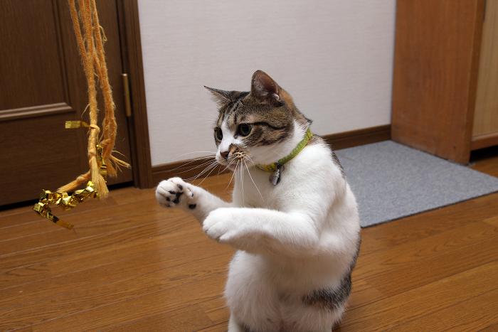 猫パンチ ネコじかけのblog 猫パンチ ネコじかけのblog