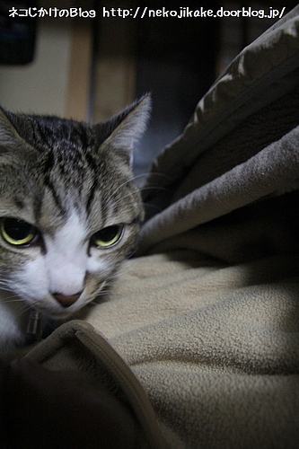 中に入れろ。