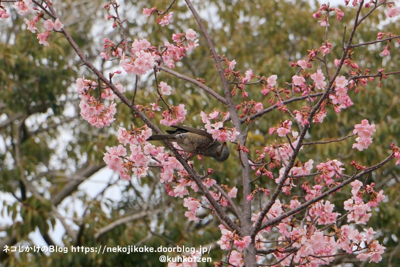 2021022806鳥たちも大好きな桜の花。3