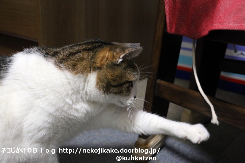 2020050606ねこぱんち。3