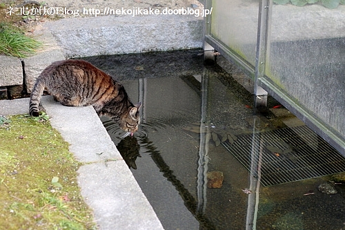 よく考えよう、お水は大事だよ。