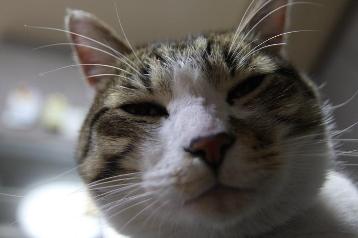 ふてくされてる ネコじかけのｂｌｏｇ
