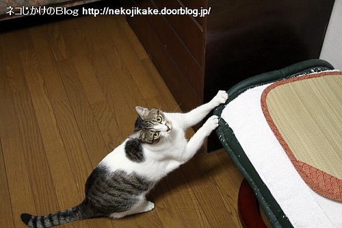 爪とぎは私の仕事です。