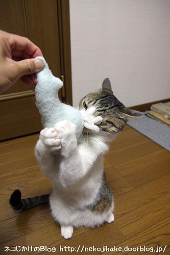 これはボクのだ。