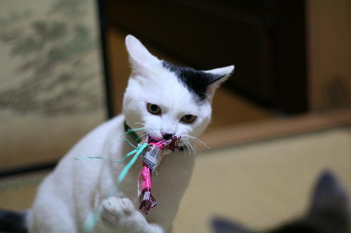 うちの猛獣たち。クロ