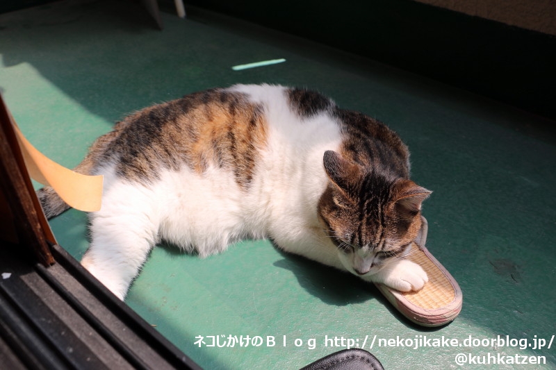 2020061604ひなたぼっこ大事。2