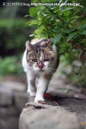 歩くときも余裕を持って。