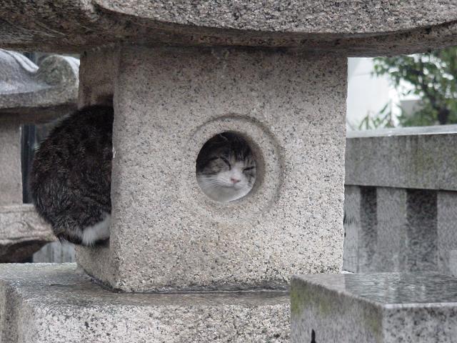 灯篭ネコ。