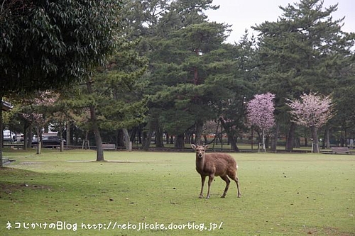 静かな公園に。