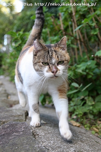 もうちょっと優雅に歩けないものかと。