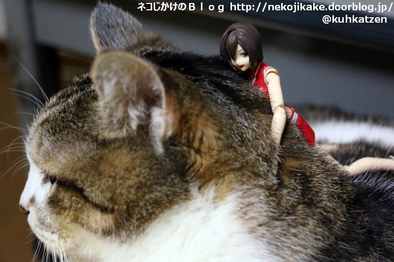 猫にしがみつく ネコじかけのｂｌｏｇ