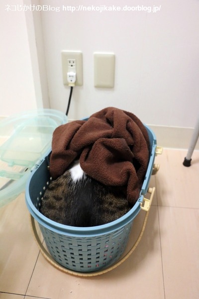2017022203ボクはどうしてこんなところにいるのだろう。3