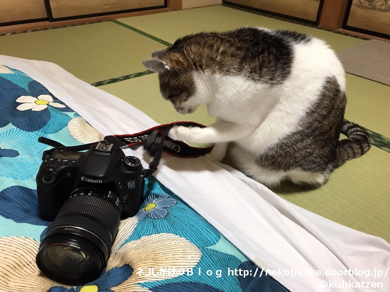 2020052704被写体がおれを呼んでいる。