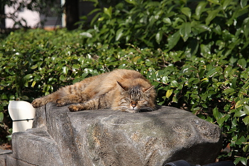 眠いぜ。