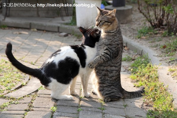 2014030902キメゼリフ。