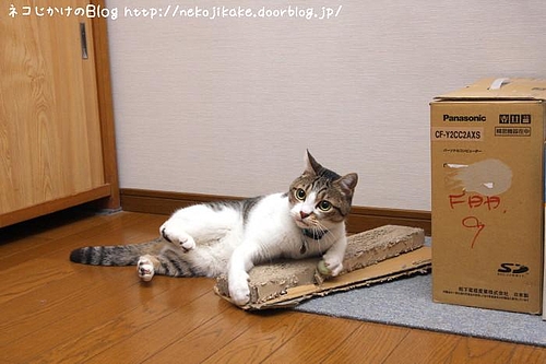 ボクなんて顔だけですよ、顔だけ。