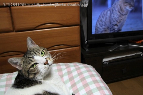 2013051901猫のテレビ番組。