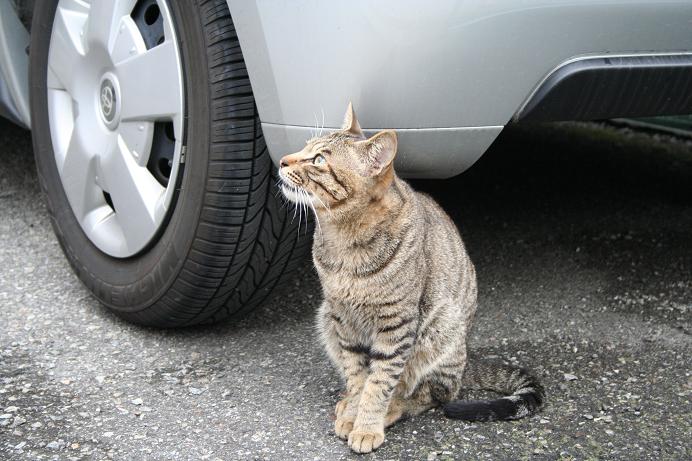 おれを呼ぶのはおまえか?