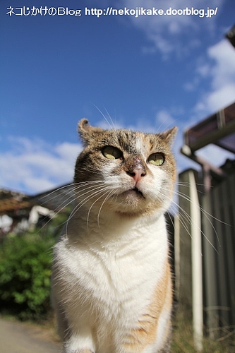 天高く猫肥ゆる秋。
