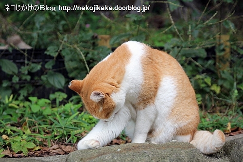 毛づくろいペロ。