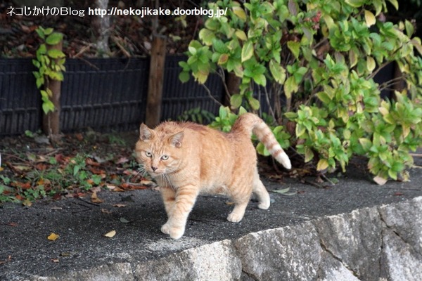 2014112503昔からいる猫。