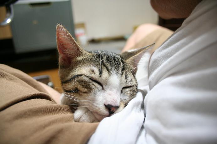 眠。シマ